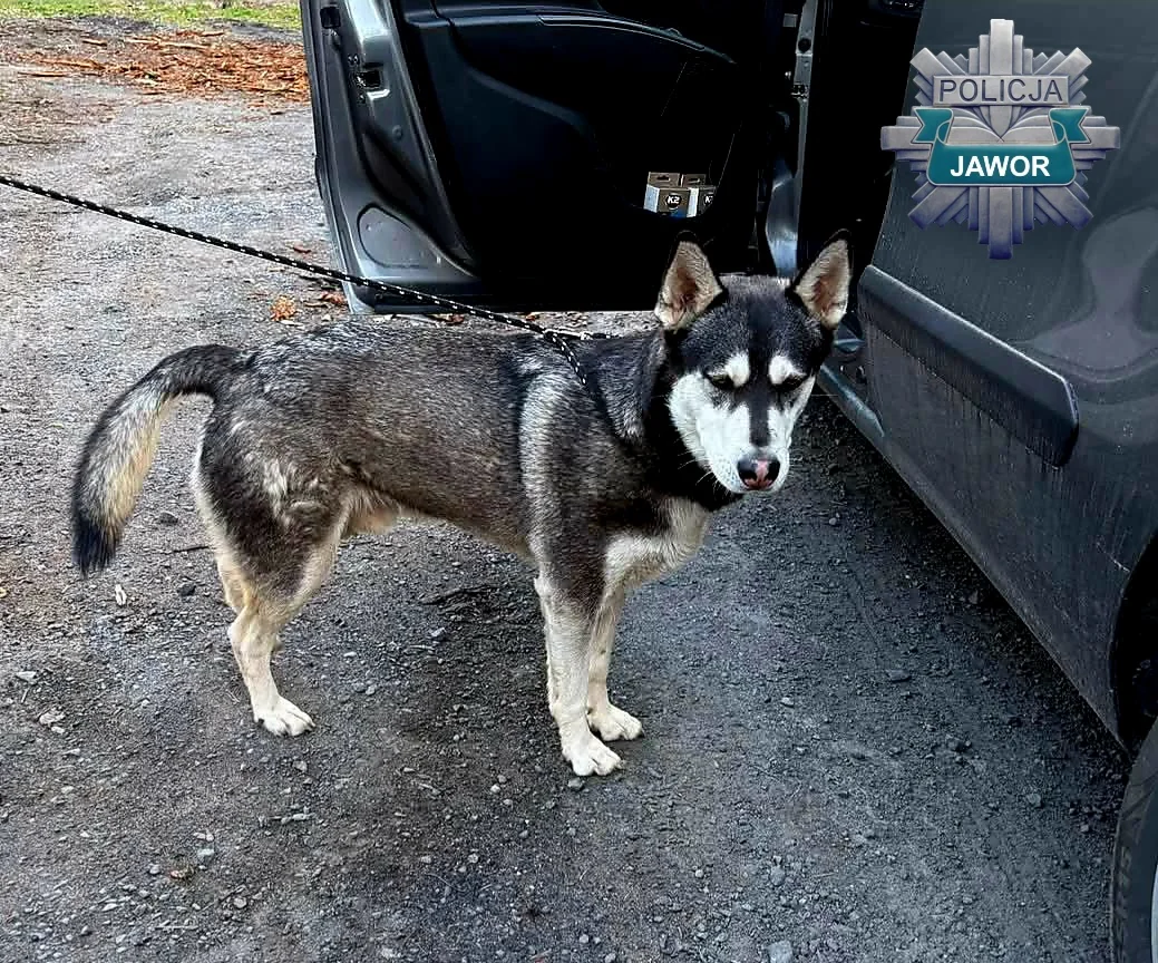 Pies to nie wakacyjny problem. 36-latek odpowie za porzucenie husky’ego - Bieżące informacje Komenda Powiatowa Policji w Jaworze