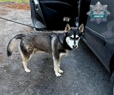 Pies to nie wakacyjny problem. 36-latek odpowie za porzucenie husky’ego - Bieżące informacje Komenda Powiatowa Policji w Jaworze