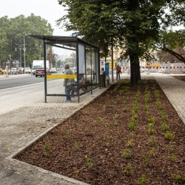 powiększ zdjęcie: Przebudowa placu Słowiańskiego - rozpoczęły się nasadzenia zieleni