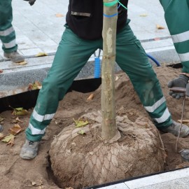 powiększ zdjęcie: 20 platanów na placu Słowiańskim