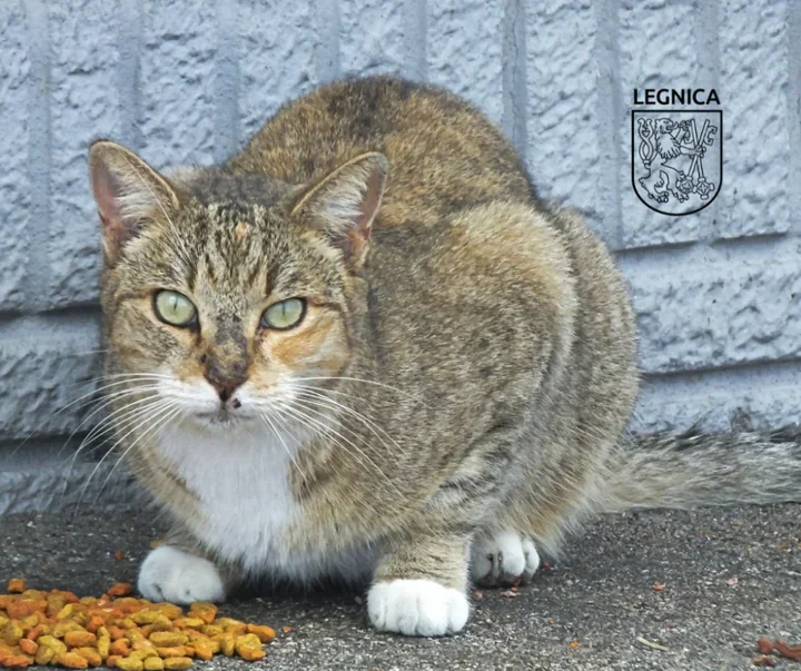 Miasto organizuje kolejną dystrybucję karmy dla kotów wolno żyjących – jedna torba na osobę