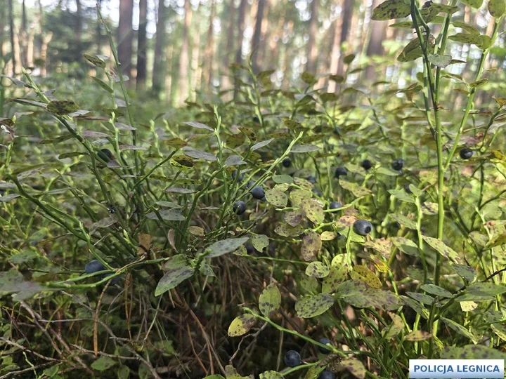 Jagody i pierwsze grzyby kuszą w lasach Legnicy - policja ostrzega przed zaginięciem