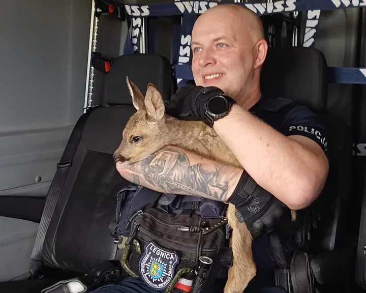 Koźlę sarny biegało między autami w Legnicy - policjanci ruszyli z pomocą