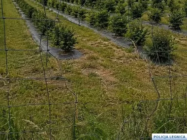 Na plantacji pod Legnicą zniknęły cztery wiadra borówek. Finał był szybki