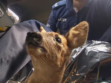 Koźlę sarny przy drodze w Kunicach. Policjanci z Legnicy zareagowali w upale